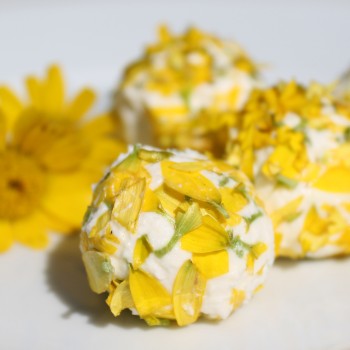 Sommermargerite Gloria (Samen)