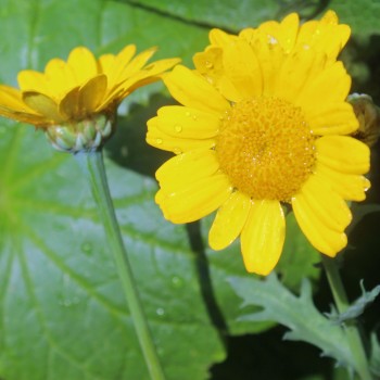 Sommermargerite Gloria (Samen)