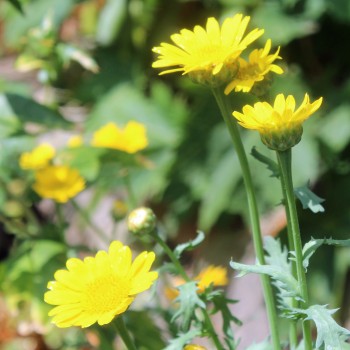 Sommermargerite Gloria (Samen)