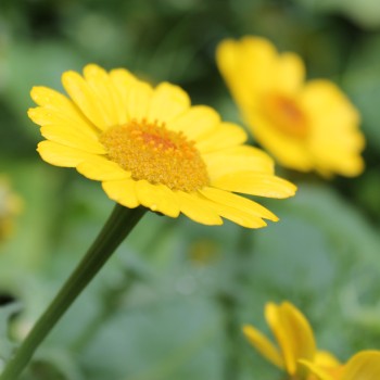 Sommermargerite Gloria (Samen)