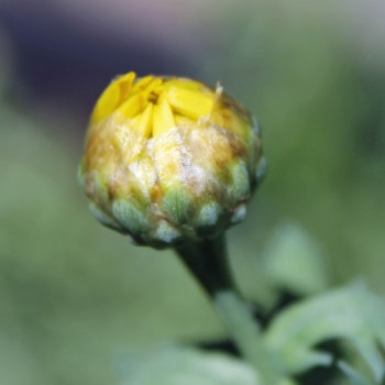 Sommermargerite Gloria (Samen)