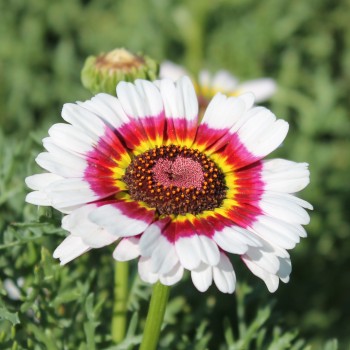 Sommermargerite Rainbow Mix (Samen)