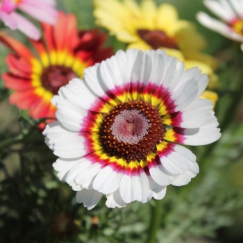 Sommermargerite Rainbow Mix (Samen)