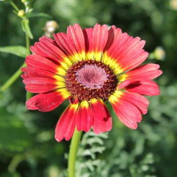 Sommermargerite Rainbow Mix (Samen)