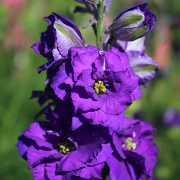 Sommerrittersporn Blue Spire (Samen)
