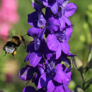 Sommerrittersporn Blue Spire (Samen)