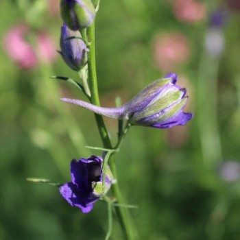 Sommerrittersporn Blue Spire (Samen)