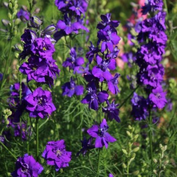Sommerrittersporn Blue Spire (Samen)