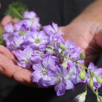 Sommerrittersporn Fancy Purple Picotee (Samen)