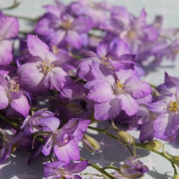 Sommerrittersporn Fancy Purple Picotee (Samen)