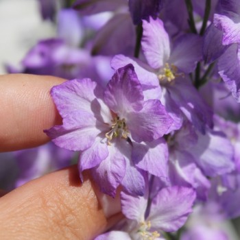 Sommerrittersporn Fancy Purple Picotee (Samen)