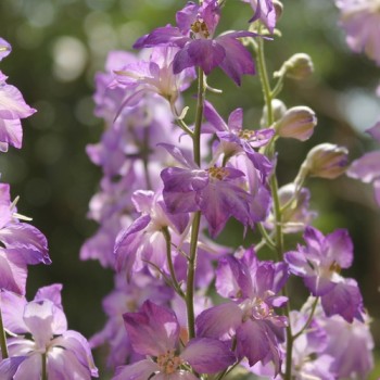 Sommerrittersporn Fancy Purple Picotee (Samen)