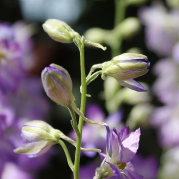Sommerrittersporn Fancy Purple Picotee (Samen)