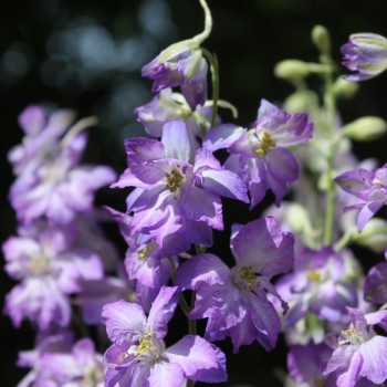 Sommerrittersporn Fancy Purple Picotee (Samen)