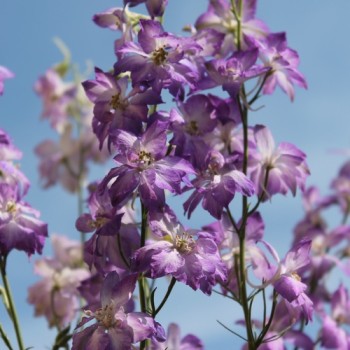 Sommerrittersporn Fancy Purple Picotee (Samen)