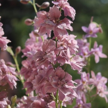 Sommerrittersporn Misty Lavender (Samen)
