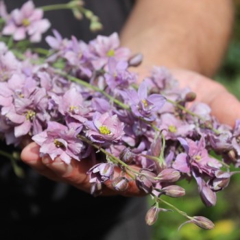 Sommerrittersporn Misty Lavender (Samen)