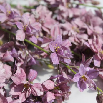 Sommerrittersporn Misty Lavender (Samen)