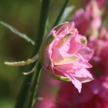Sommerrittersporn Salmon Beauty (Samen)