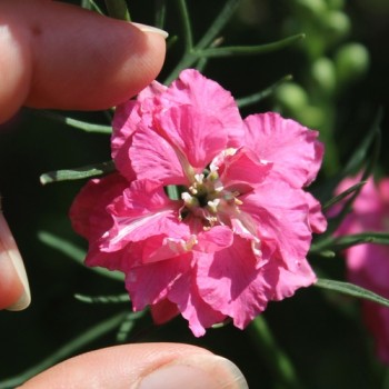 Sommerrittersporn Salmon Beauty (Samen)