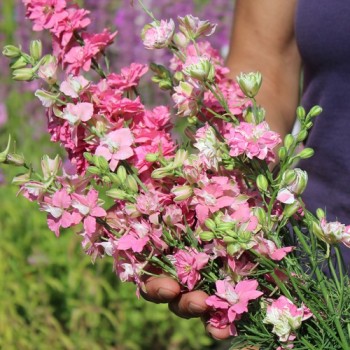 Sommerrittersporn Salmon Beauty (Samen)