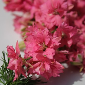 Sommerrittersporn Salmon Beauty (Samen)