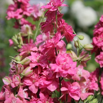 Sommerrittersporn Salmon Beauty (Samen)