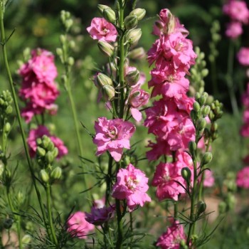 Sommerrittersporn Salmon Beauty (Samen)