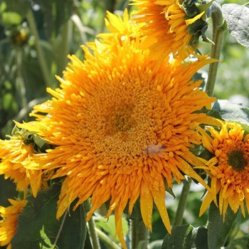 Sonnenblume Astra Gold (Samen)