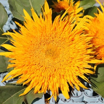 Sonnenblume Astra Gold (Samen)