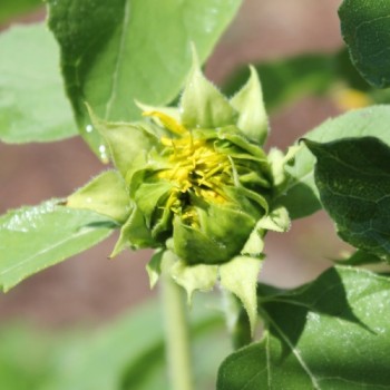 Sonnenblume Astra Gold (Samen)