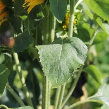 Sonnenblume Astra Gold (Samen)