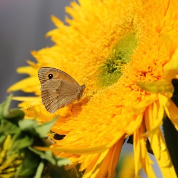 Sonnenblume Astra Gold (Samen)