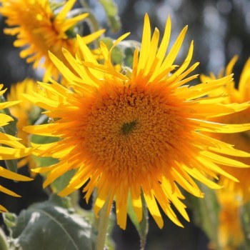 Sonnenblume Astra Gold (Samen)
