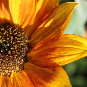 Sonnenblume Crimson Queen (Samen)