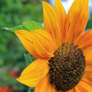 Sonnenblume Crimson Queen (Samen)