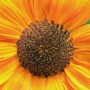 Sonnenblume Crimson Queen (Samen)
