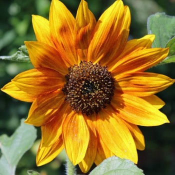 Sonnenblume Crimson Queen (Samen)