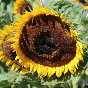 Sonnenblume Maya (Samen)