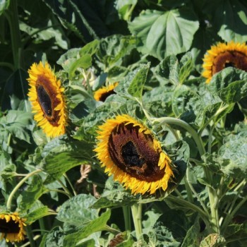 Sonnenblume Maya (Samen)