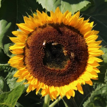 Sonnenblume Maya (Samen)