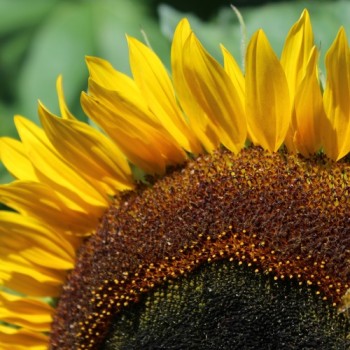 Sonnenblume Maya (Samen)