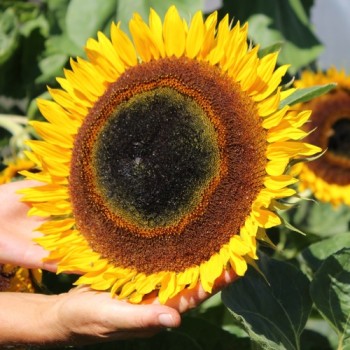 Sonnenblume Maya (Samen)