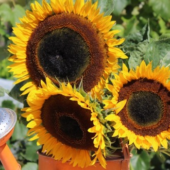Sonnenblume Maya (Samen)