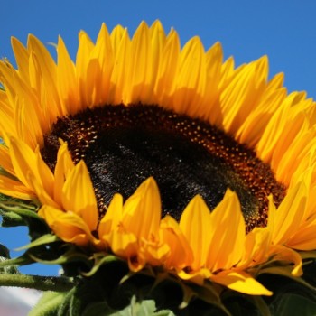 Sonnenblume Maya (Samen)