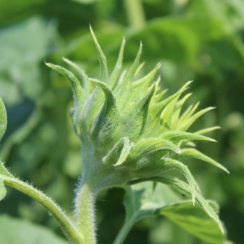 Neu! Sonnenblume Orange Sun Tall (Samen)