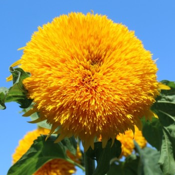 Neu! Sonnenblume Orange Sun Tall (Samen)