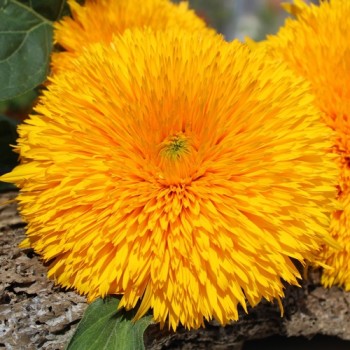 Neu! Sonnenblume Orange Sun Tall (Samen)