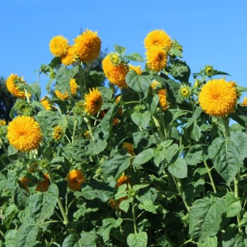 Neu! Sonnenblume Orange Sun Tall (Samen)