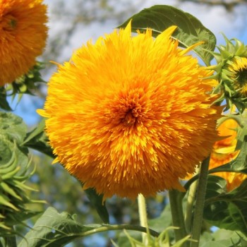 Neu! Sonnenblume Orange Sun Tall (Samen)